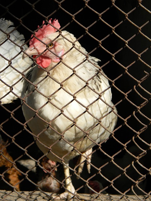 劉越：裁判被哀嚎無影響，那不就像紀錄片所唾棄之概念！.